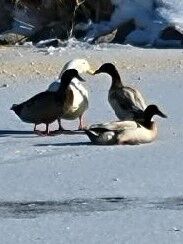 Ravenna Lake ducks
